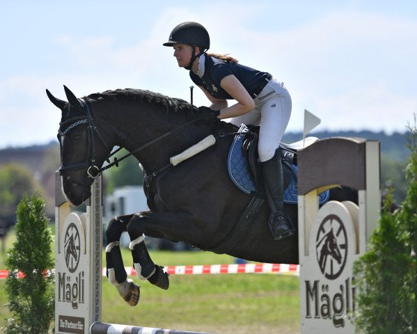 Springpferd Landelot Vom Gwick (KWPN (Niederländisches Warmblut), 2016, von Freeman VDL)