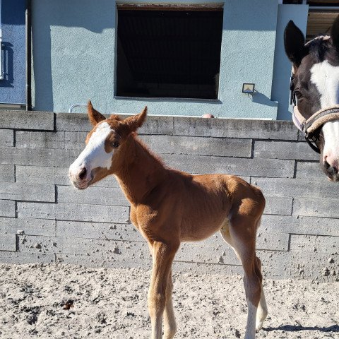 Springpferd For Martina (Hannoveraner, 2022, von Forlee)