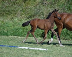 dressage horse Killer Queen S (Bavarian, 2021, from For Gold OLD)