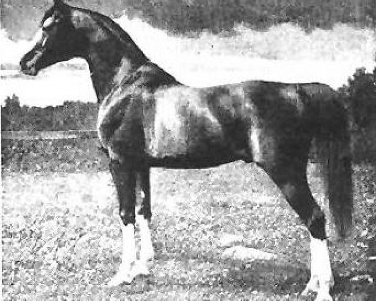 stallion Abu Zeyd 1904 ox (Arabian purebred, 1904, from Mesaoud 1887 RAS)