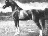 stallion Abu Zeyd 1904 ox (Arabian thoroughbred, 1904, from Mesaoud 1887 RAS)