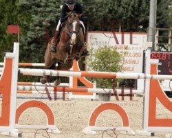 jumper Doctor Dolittle (KWPN (Royal Dutch Sporthorse), 2008, from Lord Z)