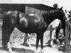 Zuchtstute Domow 1913 ox (Vollblutaraber, 1913, von Abu Zeyd 1904 ox)