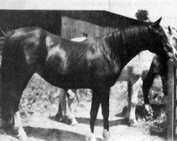 broodmare Domow 1913 ox (Arabian thoroughbred, 1913, from Abu Zeyd 1904 ox)