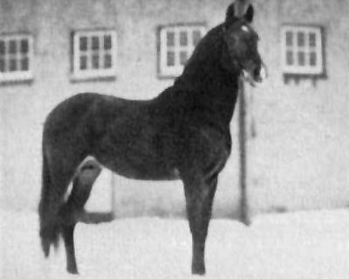 stallion Tabab 1921 ox (Arabian purebred, 1921, from Deyr 1904 DB)