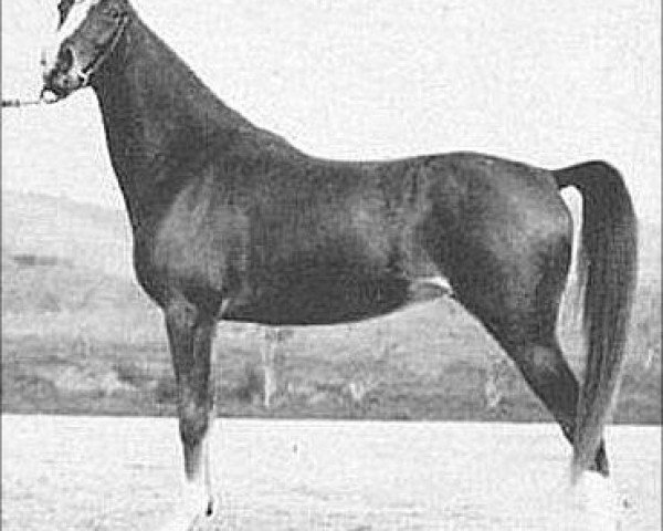 broodmare Monica 1926 ox (Arabian thoroughbred, 1926, from Tabab 1921 ox)