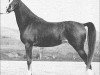broodmare Monica 1926 ox (Arabian thoroughbred, 1926, from Tabab 1921 ox)