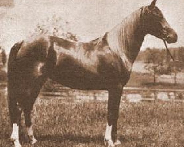 broodmare Moliah 1911 ox (Arabian thoroughbred, 1911, from Hamrah 1904 DB)