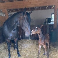 horse Charly SB (German Sport Horse, 2022, from Candillo Z)