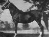 broodmare Sankirah 1915 ox (Arabian thoroughbred, 1915, from Hamrah 1904 DB)
