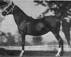 broodmare Sankirah 1915 ox (Arabian thoroughbred, 1915, from Hamrah 1904 DB)