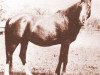 broodmare Wadduda 1899 DB (Arabian thoroughbred, 1899)