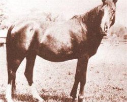 broodmare Wadduda 1899 DB (Arabian purebred, 1899)