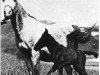 Zuchtstute Sedjur 1916 ox (Vollblutaraber, 1916, von Hamrah 1904 DB)