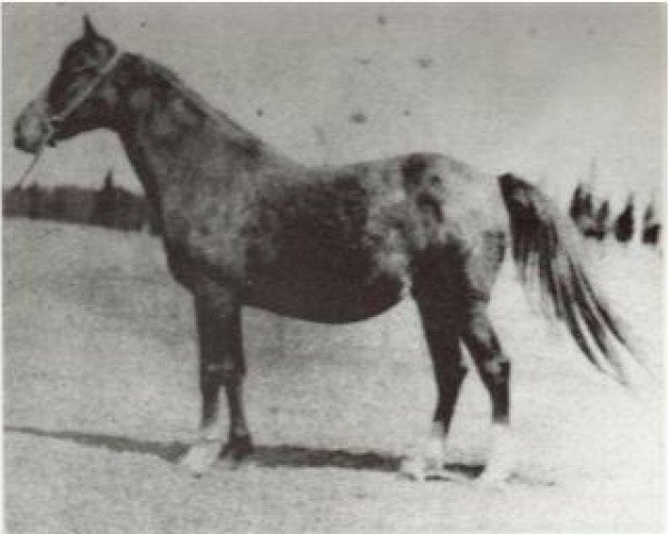 broodmare Urfah 1898 DB (Arabian thoroughbred, 1898)