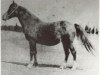broodmare Urfah 1898 DB (Arabian thoroughbred, 1898)