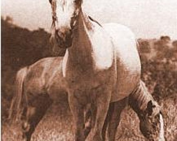 broodmare Amham 1920 ox (Arabian thoroughbred, 1920, from Hamrah 1904 DB)