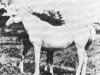 Zuchtstute Dahura 1909 ox (Vollblutaraber, 1909, von El Bulad 1903 DB)