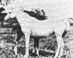 Zuchtstute Dahura 1909 ox (Vollblutaraber, 1909, von El Bulad 1903 DB)