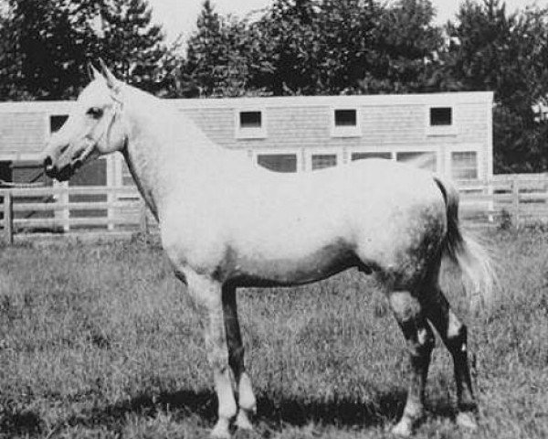 stallion El Bulad 1903 DB (Arabian thoroughbred, 1903)