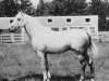 stallion El Bulad 1903 DB (Arabian thoroughbred, 1903)