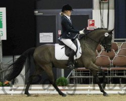 dressage horse Moglie 3 (German Riding Pony, 2000, from Mandingo)