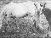 Zuchtstute Nanshan 1902 ox (Vollblutaraber, 1902, von Garaveen 1892 ox)