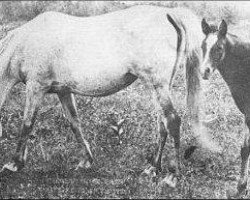 broodmare Nanshan 1902 ox (Arabian thoroughbred, 1902, from Garaveen 1892 ox)