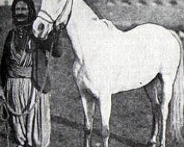 broodmare Nejdme 1887 DB (Arabian thoroughbred, 1887)