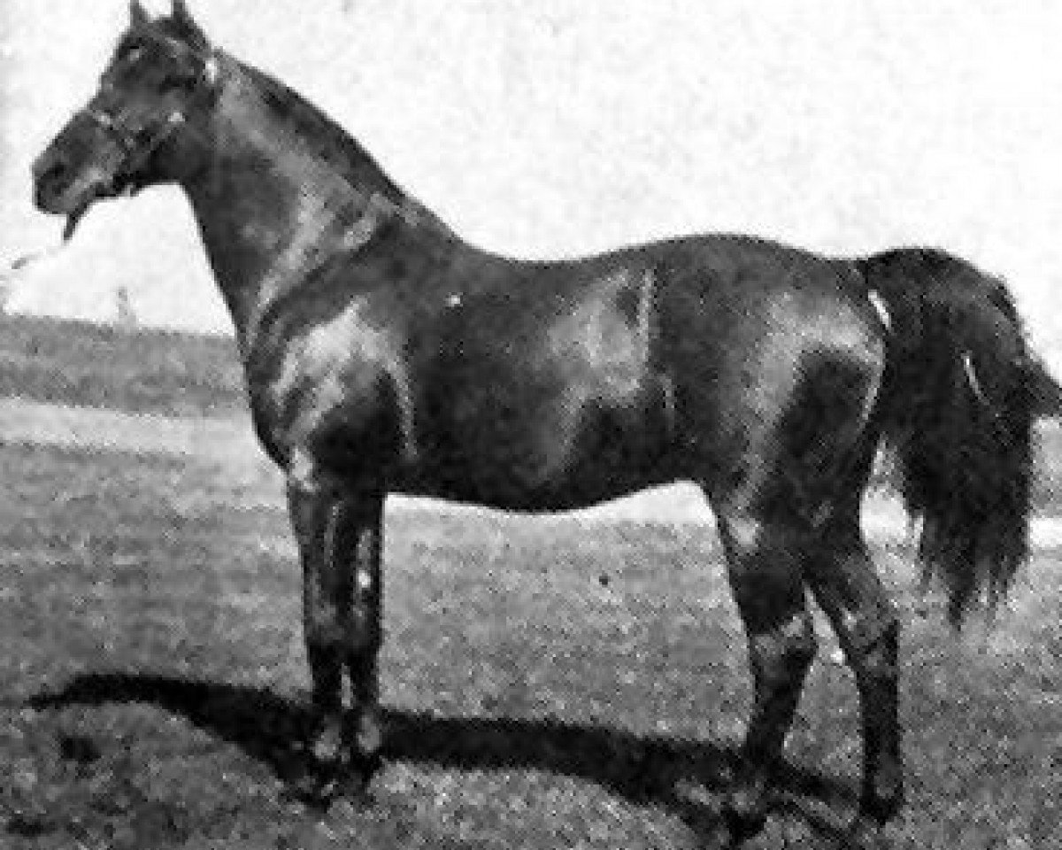 Deckhengst Garaveen 1892 ox (Vollblutaraber, 1892, von Kismet 1877 DB)