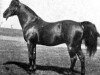 stallion Garaveen 1892 ox (Arabian thoroughbred, 1892, from Kismet 1877 DB)
