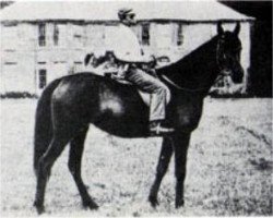 broodmare Raschida 1883 EAO (Arabian thoroughbred, 1893, from Kars 1874 DB)