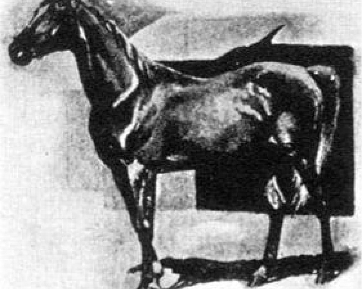 stallion Maidan 1869 DB (Arabian purebred, 1869)