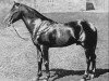 stallion Yatagan 1870 DB (Arabian thoroughbred, 1870)