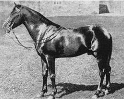 Deckhengst Yatagan 1870 DB (Vollblutaraber, 1870)