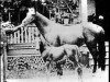 Zuchtstute Naomi 1877 ox (Vollblutaraber, 1877, von Yatagan 1870 DB)