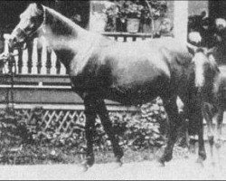 broodmare Nazli 1888 ox (Arabian thoroughbred, 1888, from Maidan 1869 DB)