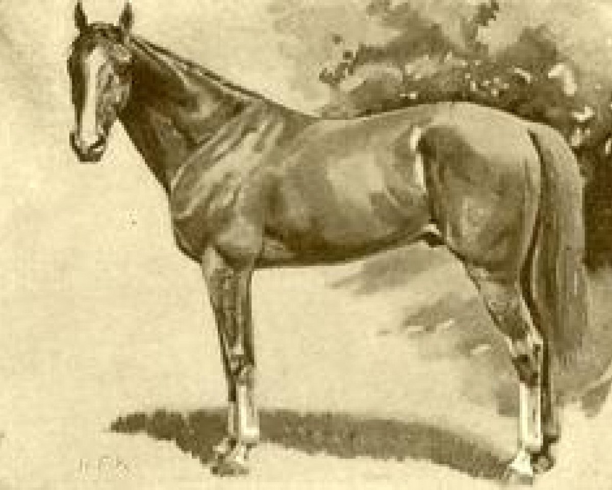 stallion Kismet 1877 DB (Arabian purebred, 1877)