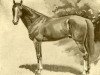 stallion Kismet 1877 DB (Arabian thoroughbred, 1877)
