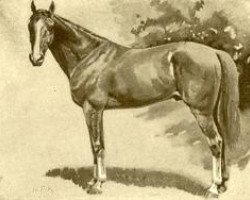 stallion Kismet 1877 DB (Arabian purebred, 1877)