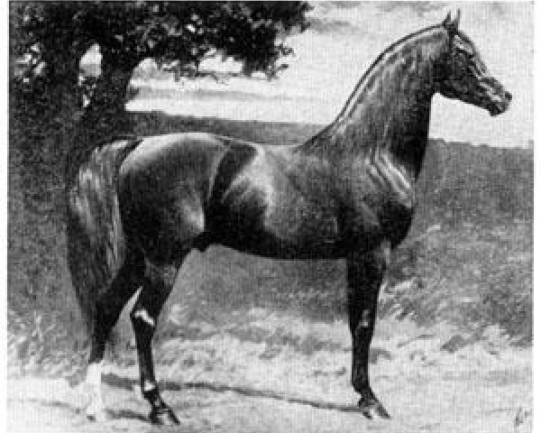 stallion Nimr 1891 ox (Arabian thoroughbred, 1891, from Kismet 1877 DB)