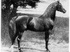 stallion Nimr 1891 ox (Arabian thoroughbred, 1891, from Kismet 1877 DB)
