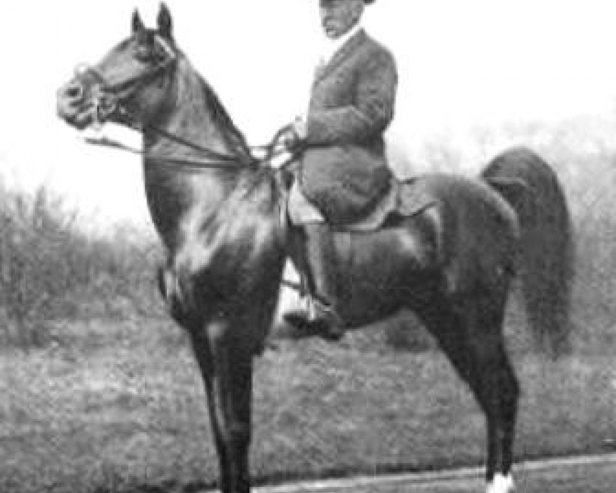 stallion Segario 1902 ox (Arabian purebred, 1902, from Nimr 1891 ox)