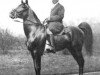 stallion Segario 1902 ox (Arabian thoroughbred, 1902, from Nimr 1891 ox)