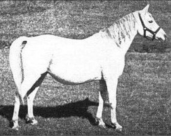 broodmare Guemura 1912 ox (Arabian thoroughbred, 1912, from Segario 1902 ox)