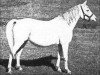 broodmare Guemura 1912 ox (Arabian thoroughbred, 1912, from Segario 1902 ox)