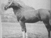 stallion Harb 1901 ox (Arabian thoroughbred, 1901, from Mesaoud 1887 RAS)