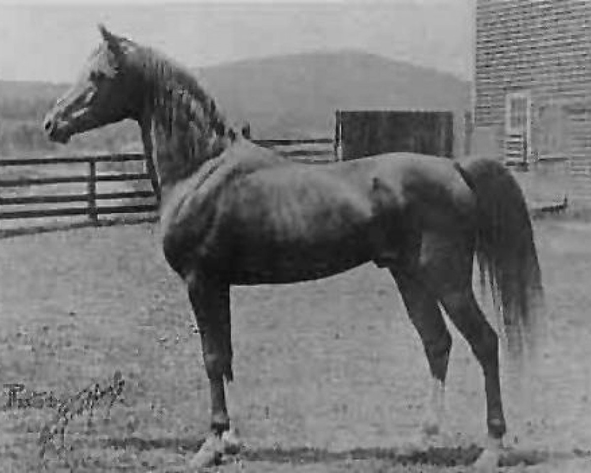stallion Rodan 1906 ox (Arabian purebred, 1906, from Harb 1901 ox)