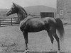 stallion Rodan 1906 ox (Arabian thoroughbred, 1906, from Harb 1901 ox)
