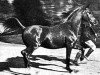 stallion Rizvan 1919 EAO (Arabian thoroughbred, 1919, from Ibn Yashmak 1902 EAO)